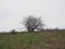 Hillside With Bare Bush and Weeds