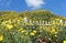 Hillside covered with bright daisy flowers with a white picket fence and and blue sky and one white fluffy cloud