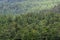 Hillside covered in evergreen trees as a green nature background