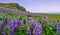 A hillside covered in lupine wildflowers on the southern coast of Iceland.