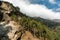 Hillside covered in pine trees