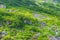 Hillside covered with rocks and green