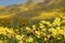 Hillside daisies and fiddleneck wildflowers in foreground with defocused hills of Carrizo Plain National Monument