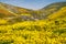 Hillside daisies and fiddleneck wildflowers  with the road in the background at Carrizo Plain National Monument in California