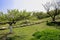 Hillside flagstone path in spring orchard at sunny noon