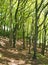 Hillside forest in springtime with bright green sunlit foliage and dappled shadows on the ground