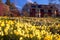 A hillside full of daffodils