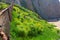 Hillside full of yellow daisy flowers and lush green leaves