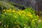 Hillside full of yellow daisy flowers and lush green leaves