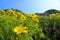 Hillside full of yellow daisy flowers and lush green leaves