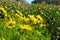 Hillside full of yellow daisy flowers and lush green leaves