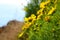 Hillside full of yellow daisy flowers and lush green leaves