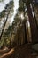 Hillside of giant redwood tree trunks in Yosemite National Park