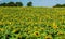 Hillside of Giant Sunflowers