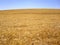 Hillside of Golden Wheat