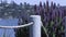 Hillside landscape seen from Sausalito, California