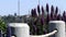 Hillside landscape seen from Sausalito, California