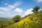 Hillside landscape with yellow flowers