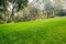 Hillside lawn in sunny spring