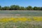 Hillside meadow covered in a blanket of Yellowstar flowers and Bluebonnets blooms on a sunny, spring morning with a row of trees