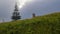 A hillside overgrown with green grass with wildflowers and a single pine tree under a cloudy sky