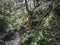 Hillside Path through the Forest, Dunoon, Scotland