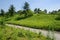 Hillside path in weeds of sunny summer