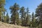Hillside Pine Trees