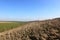 A hillside plantation of sapling trees in the patchwork landscape of the yorkshire wolds in february