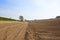 Hillside potato rows