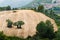 Hillside Reaped Panorama with two oak and Olive Trees