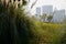 Hillside reed and grass in misty modern city of sunny winter morning