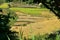 Hillside rice terraces in Nepal