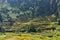 Hillside rice terraces in Nepal
