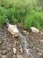 Hillside running brook stone grass