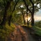 Hillside sunset alley, a summer walk immersed in pure forest
