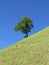 Hillside tree