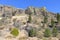 Hillside of trees dot basalt cliff face in Central Washington