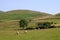 Hillside view with sheep in Howgill fells