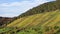 Hillside vineyard in autumnal colors, landscape in soft sunlight