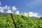 Hillside vineyard with green leaves