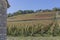 Hillside vineyards of the region of Burgundy in Autumn