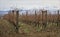 The hillside vineyards of Rioja in the early winter with irrigation pipes in place