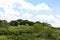 Hillside with a wide variety of green trees, blue sky with clouds beyond