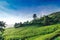 Hilltop Bungalow Surrounding By Tea Plantation With Sunny Day An