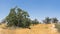 Hilltop of California Oaks