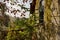 Hilltop deserted brick house covered with lichen and creepers