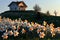A hilltop house with a foreground of Easter daffodils in full bloom. The house, illuminated by the clear midday sun