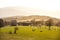 Hilly landscape of Jizera Mountains around Prichovice village. Green meadows with tree alley and small rural church