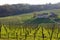 Hilly landscape planted with grape of Prosecco